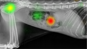 Eye tracking Group comparison